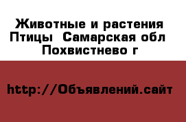 Животные и растения Птицы. Самарская обл.,Похвистнево г.